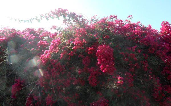 flower nature bougainvillea HD Desktop Wallpaper | Background Image
