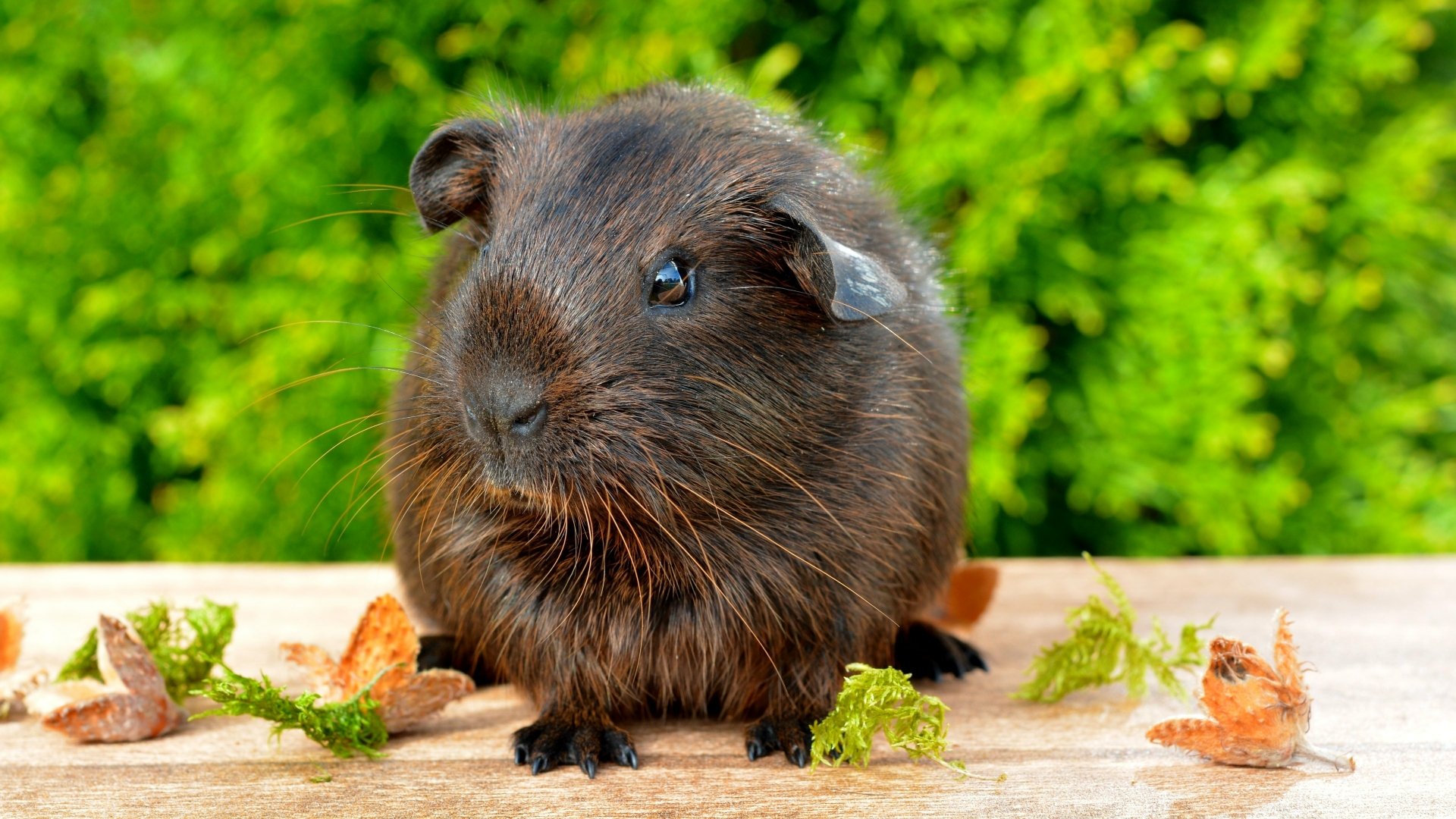 Close-up of a black guinea pig on a wooden surface with green bokeh background, captured in 4K Ultra HD as a vibrant PC desktop wallpaper.