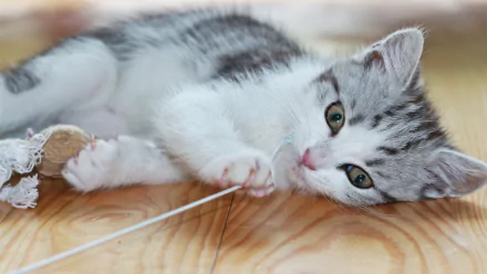 A playful gray and white kitten lies on a wooden floor, interacting with a string toy, showcasing its adorable personality. This HD image serves as a charming desktop wallpaper.