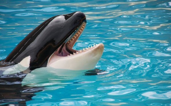 Animal Orca Whale Killer Whale HD Wallpaper | Background Image