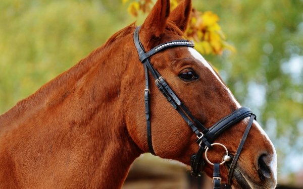 Animal Horse Close-Up Bokeh HD Wallpaper | Background Image