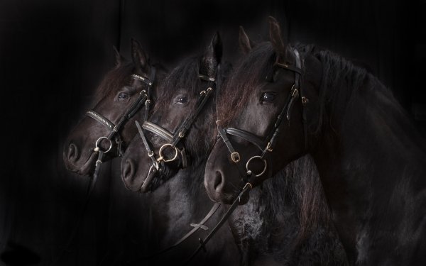 Animal Horse HD Wallpaper | Background Image