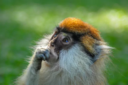 HD desktop wallpaper showing a close-up of a monkey primate with orange fur on its head against a blurred green background.