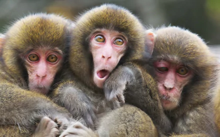 Animal Japanese macaque snow monkey HD Desktop Wallpaper | Background Image