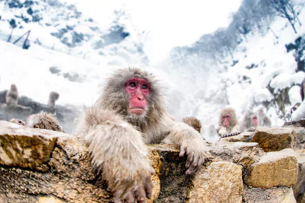 Animal Japanese macaque snow monkey HD Desktop Wallpaper | Background Image