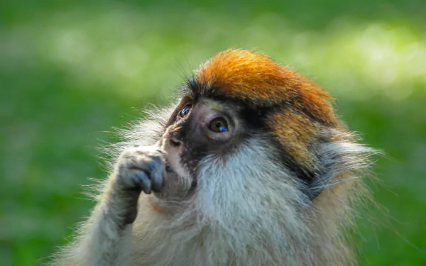 HD desktop wallpaper showing a close-up of a monkey primate with orange fur on its head against a blurred green background.