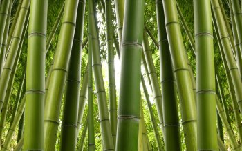99 Bamboo HD Wallpapers | Background Images - Wallpaper Abyss - Page 2