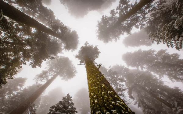 canopy sequioa fog nature tree HD Desktop Wallpaper | Background Image