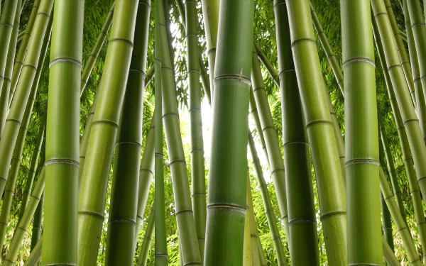Lush green bamboo stalks tightly clustered, capturing the vibrant essence of nature in a sharp 4K Ultra HD desktop wallpaper.