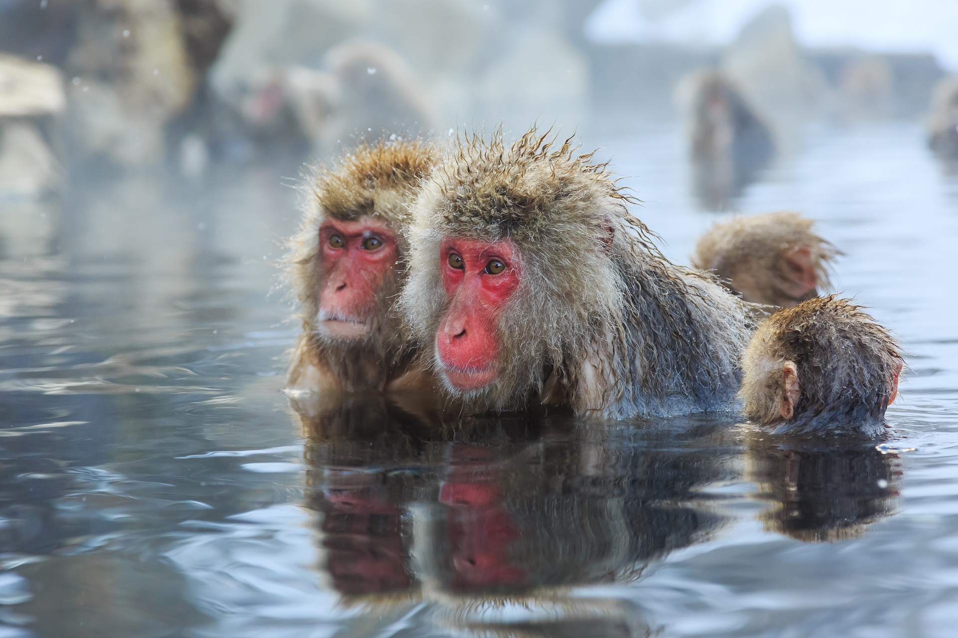 Japanese Macaque Hd Wallpaper