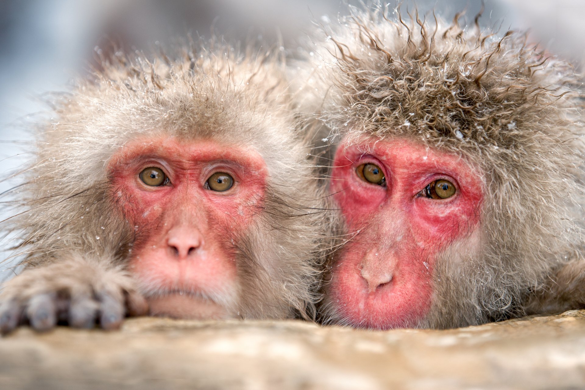 Download Animal Japanese Macaque Snow Monkey 4k Ultra HD Wallpaper