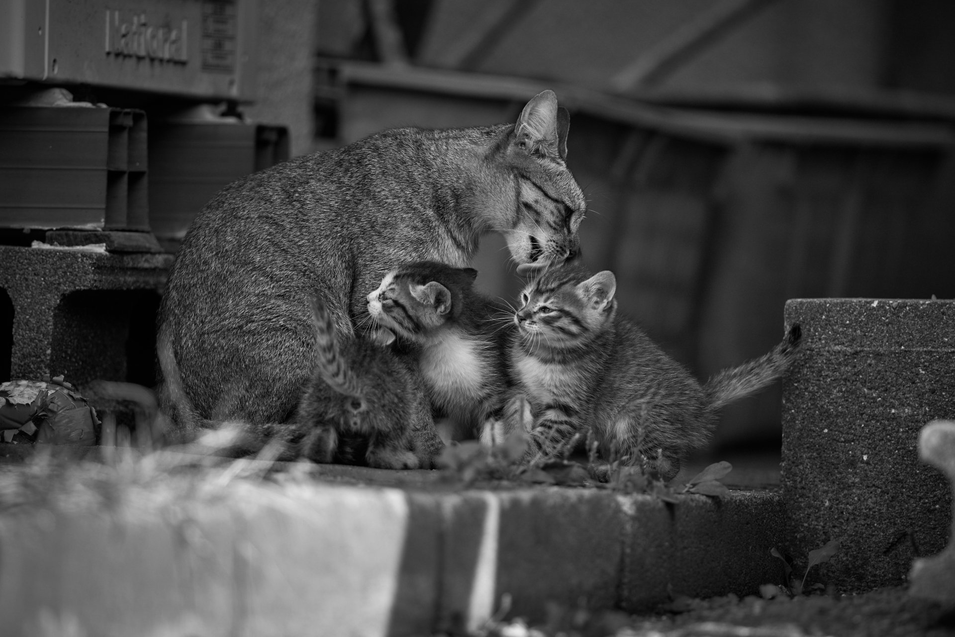 A black and white HD image shows a mother cat grooming two adorable kittens while sitting on a stone pavement, creating a heartwarming and cute animal desktop wallpaper and background.