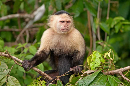 capuchin Animal monkey HD Desktop Wallpaper | Background Image