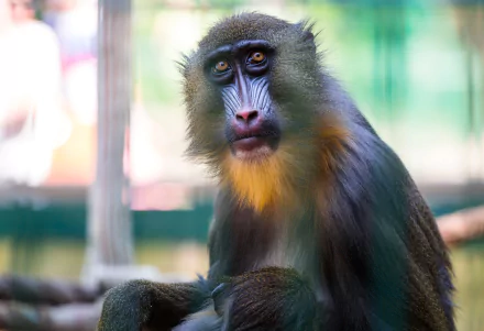 Animal mandrill HD Desktop Wallpaper | Background Image