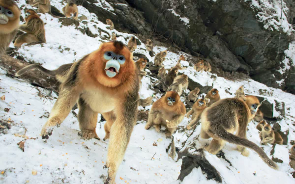Animal Golden snub-nosed monkey HD Desktop Wallpaper | Background Image