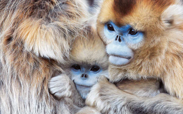 Animal Golden snub-nosed monkey HD Desktop Wallpaper | Background Image