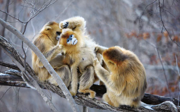 Golden Snub-Nosed Monkey HD Wallpaper