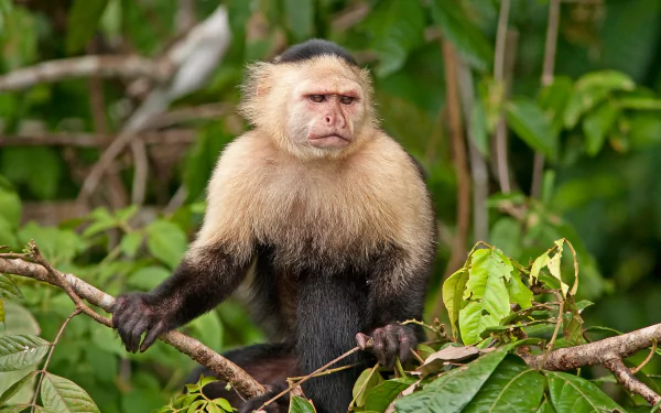 capuchin Animal monkey HD Desktop Wallpaper | Background Image