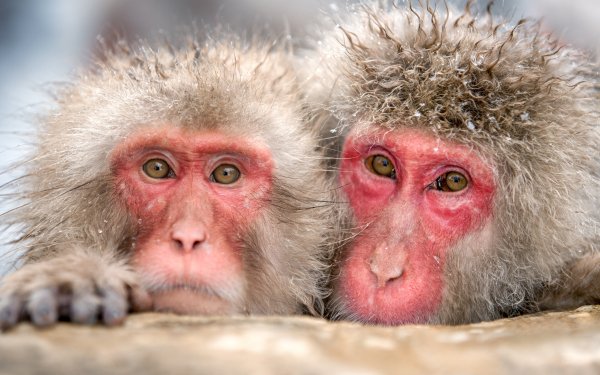 Animal Japanese Macaque Monkeys HD Wallpaper | Background Image
