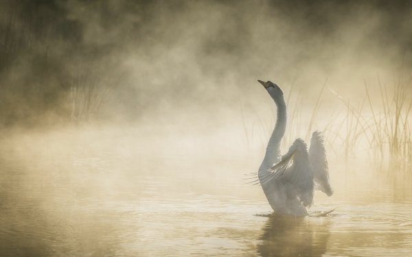 Animal Mute swan Birds Swans Swan Fog Bird HD Wallpaper | Background Image