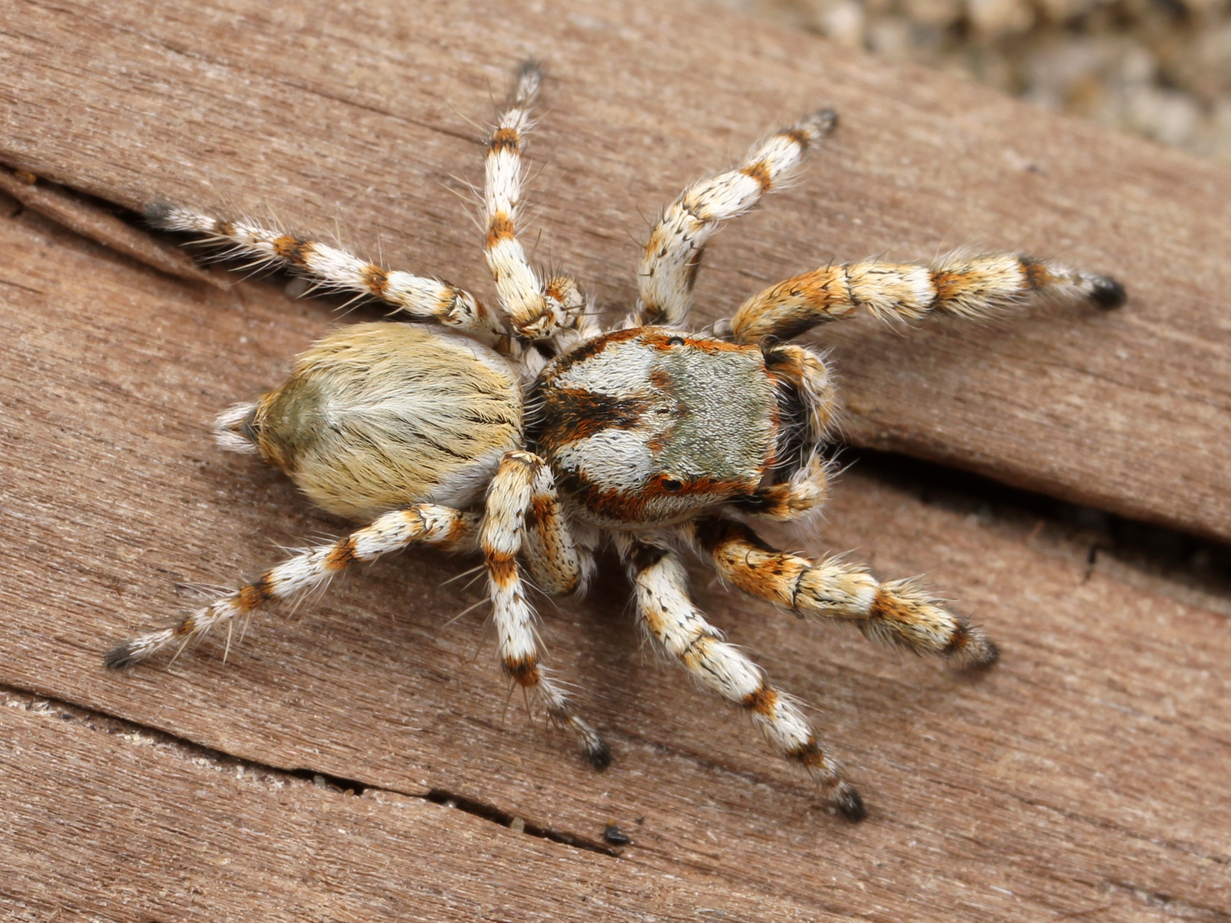 Adult male Habronattus amicus jumping spider by Ryan Kaldari