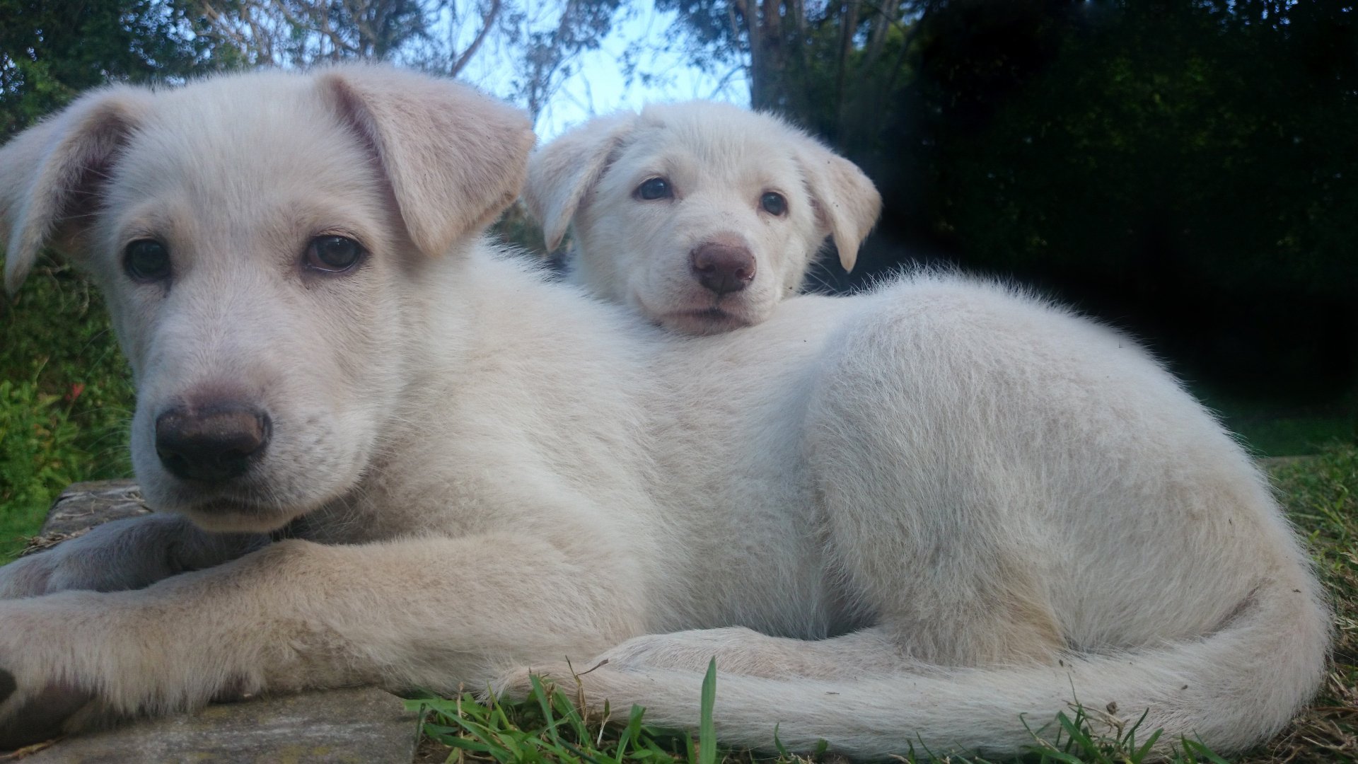 Two white Shepherd puppies, resembling German and Swiss Shepherds, rest on grass in this 4K Ultra HD desktop wallpaper showcasing their soft fur and gentle expressions.