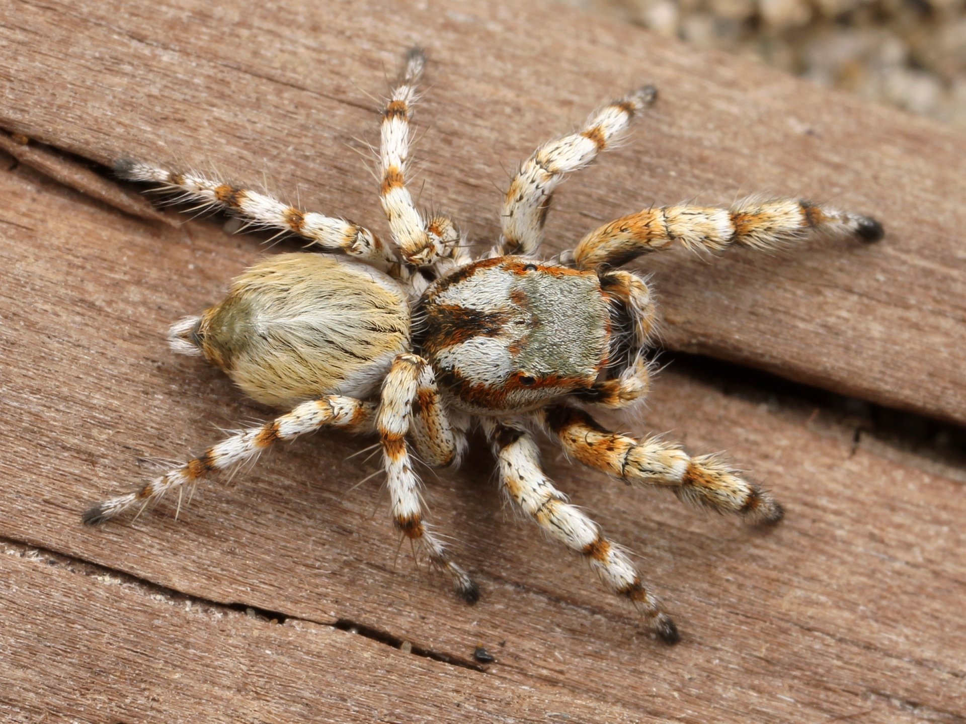 Close-up HD desktop wallpaper of a jumping spider with striped legs on a wooden surface, showcasing detailed textures and natural colors.
