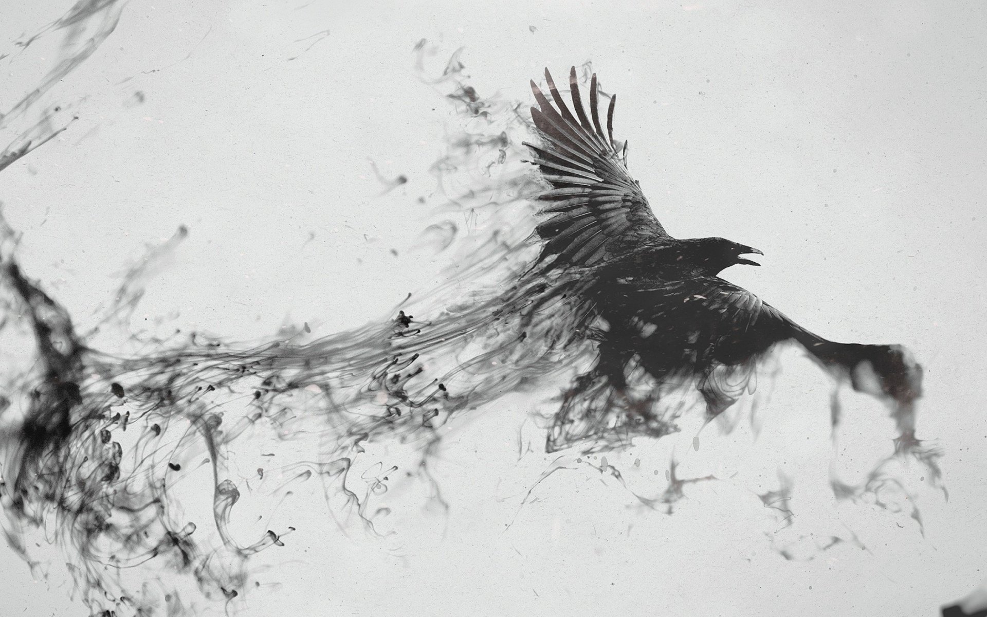 Black And White Bird 高清壁纸 桌面背景 2560x1600 Id Wallpaper Abyss