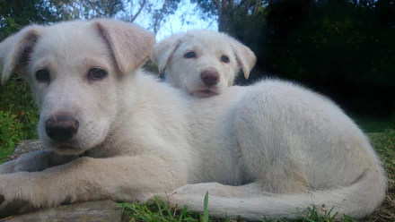Two white Shepherd puppies, resembling German and Swiss Shepherds, rest on grass in this 4K Ultra HD desktop wallpaper showcasing their soft fur and gentle expressions.