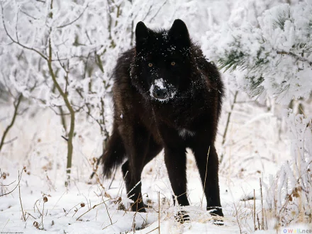 A black wolf stands alert in a snowy forest, captured in sharp detail as an HD PC desktop wallpaper and background.