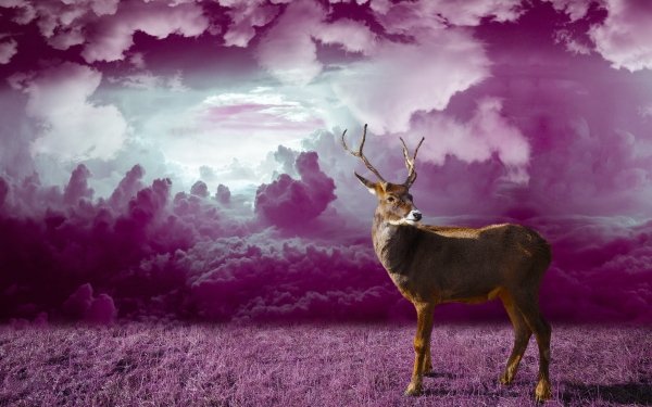 Animal Deer Cloud Purple Reindeer HD Wallpaper | Background Image