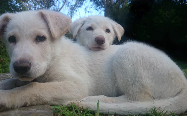 Two white Shepherd puppies, resembling German and Swiss Shepherds, rest on grass in this 4K Ultra HD desktop wallpaper showcasing their soft fur and gentle expressions.