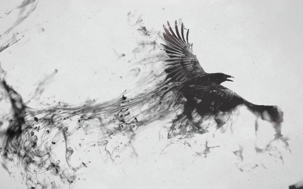 raven Animal bird HD Desktop Wallpaper | Background Image