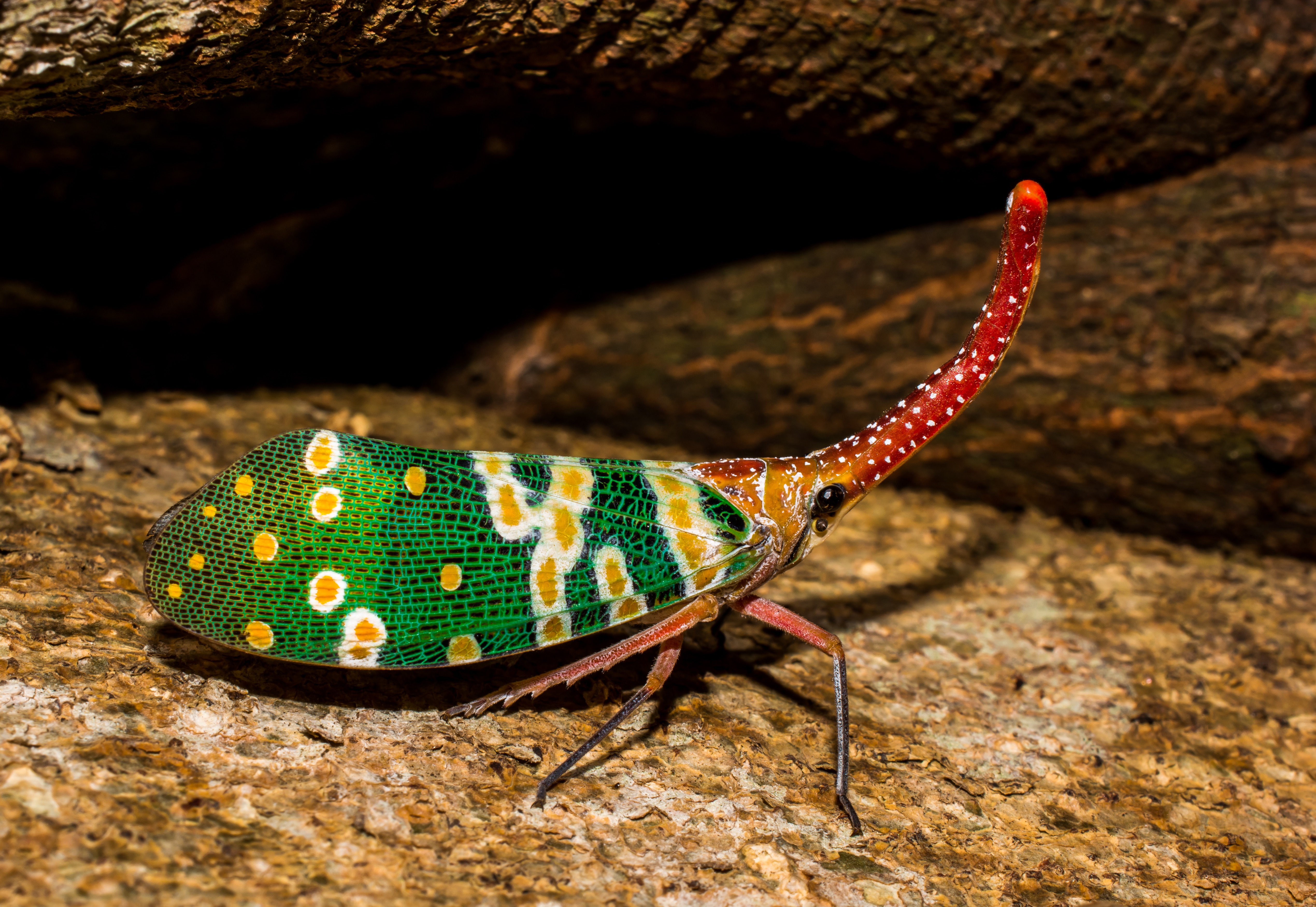 Pyrops candelaria - Laternaria candelaria also called the Spotted lanternfly by Josch13