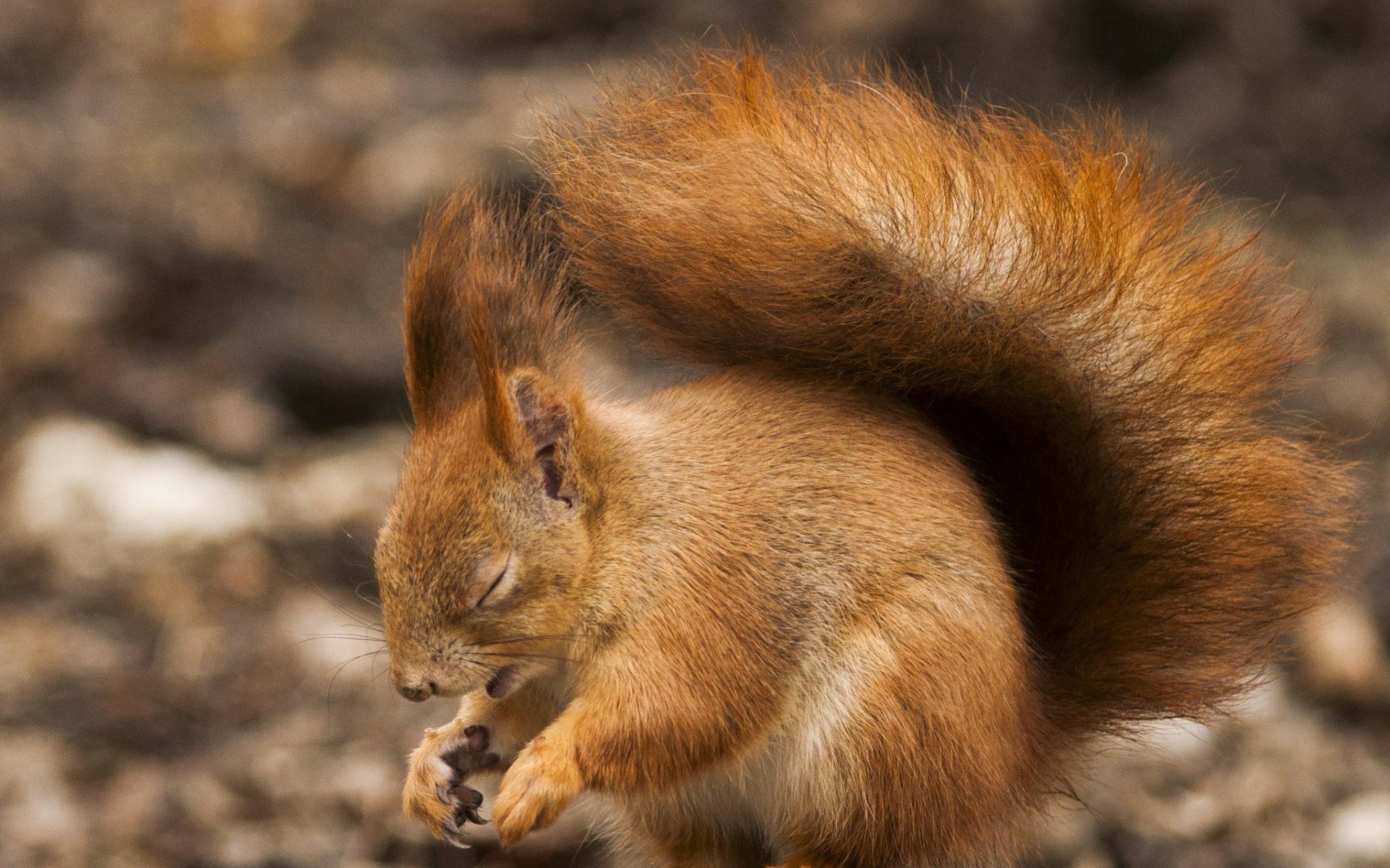 Download Animal Squirrel HD Wallpaper