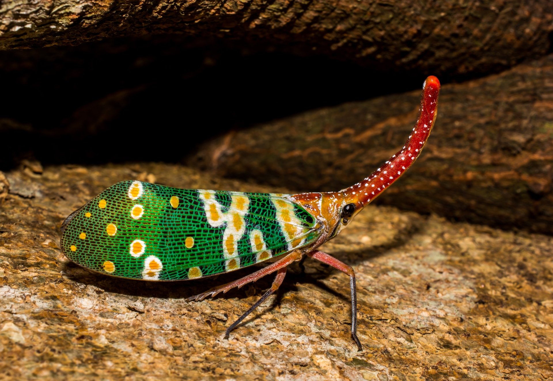 Pyrops candelaria - Laternaria candelaria also called the Spotted  lanternfly by Josch13