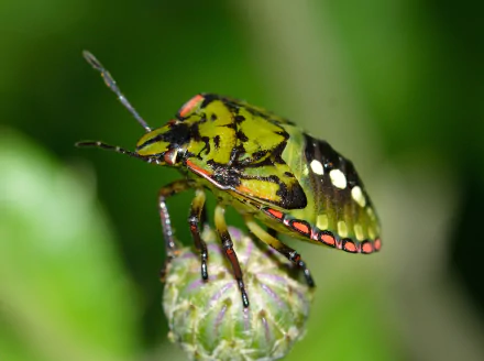  Southern green stink bug - Nezara viridula