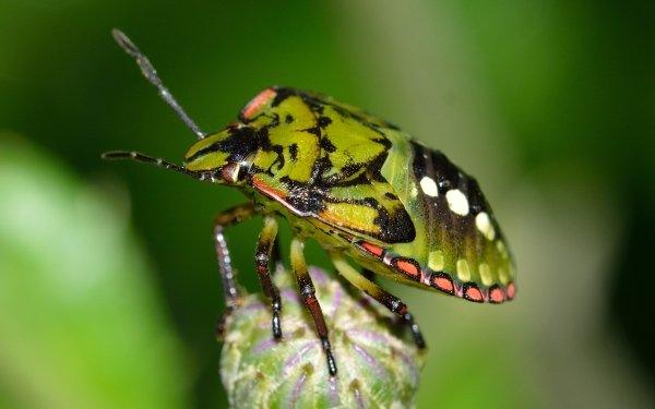 Animal Stink Bug Insect Bug Green HD Wallpaper | Background Image