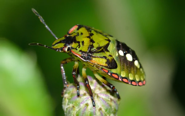  Southern green stink bug - Nezara viridula