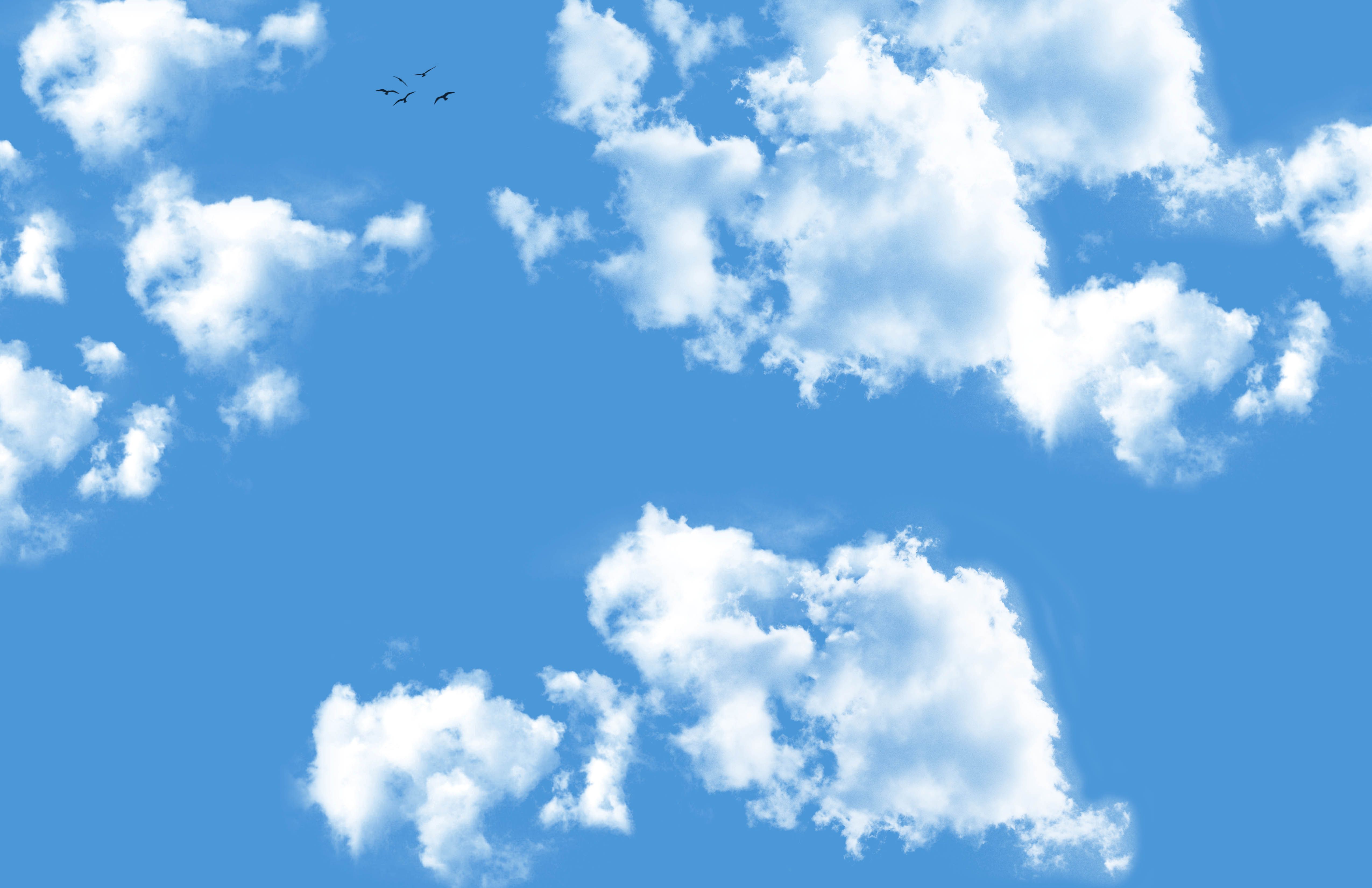 Download Bird Sky Nature Cloud 4k Ultra HD Wallpaper