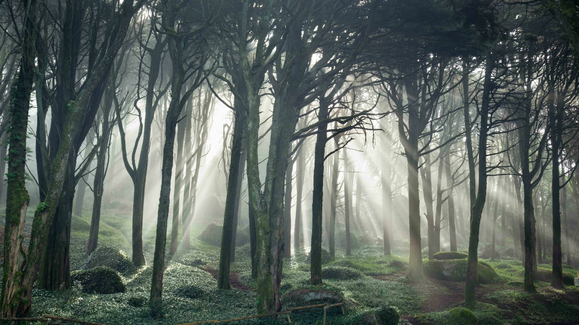 Сказочный лес в тумане