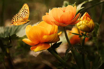 A vibrant butterfly hovers near bright yellow flowers, showcasing the beauty of nature in this stunning HD desktop wallpaper. The scene captures the delicate interaction between insect and blossom.