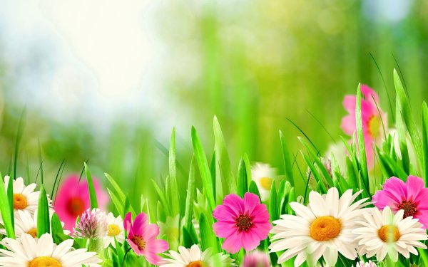 Earth Flower Flowers Nature Daisy Grass Close-Up Spring Bokeh Pink Flower White Flower HD Wallpaper | Background Image
