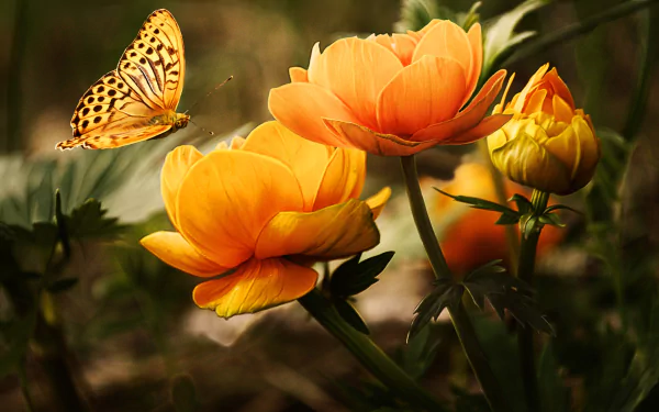 A vibrant butterfly hovers near bright yellow flowers, showcasing the beauty of nature in this stunning HD desktop wallpaper. The scene captures the delicate interaction between insect and blossom.