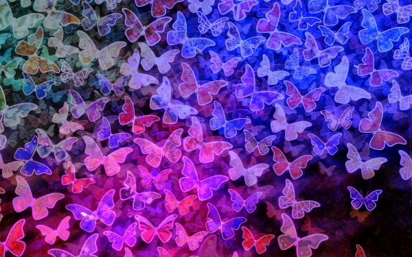 Animal Butterfly Insects Colors Pink Blue Colorful HD Wallpaper | Background Image