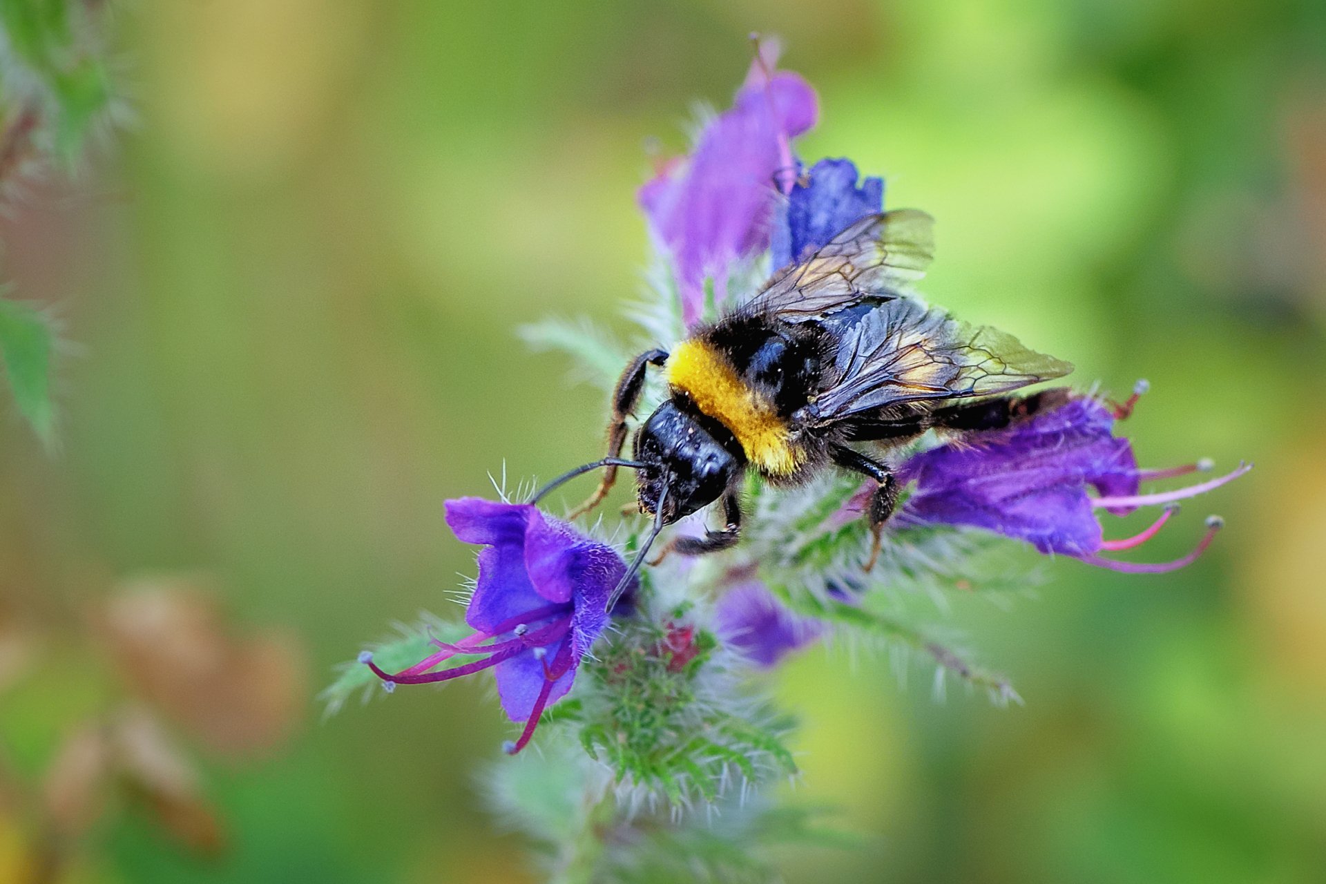 Download Insect Bokeh Plant Flower Nature Animal Bee HD Wallpaper