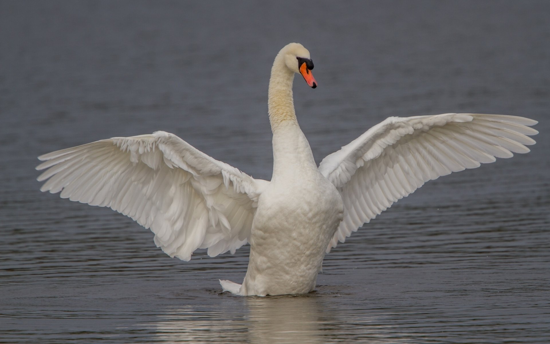 Graceful Mute Swan Spreading Wings Over Calm Water – HD Animal ...