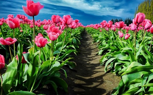 Earth Tulip Flowers Flower Field Pink Flower HD Wallpaper | Background Image