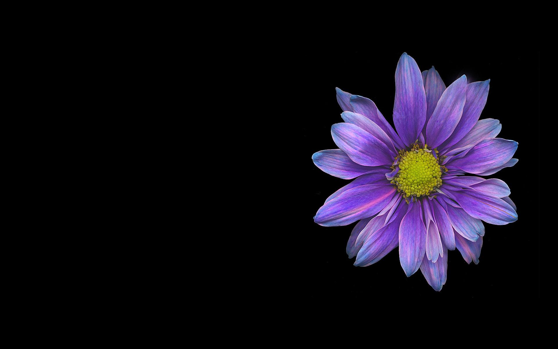 purple daisy flower