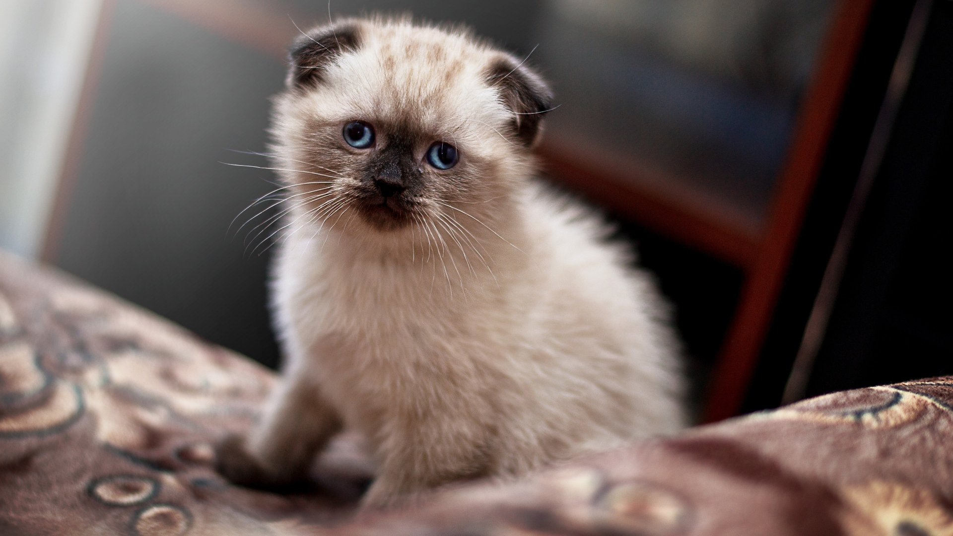 Adorable Cat in 4K Ultra HD Wallpaper | 3840x2160 | Wallpaper Abyss